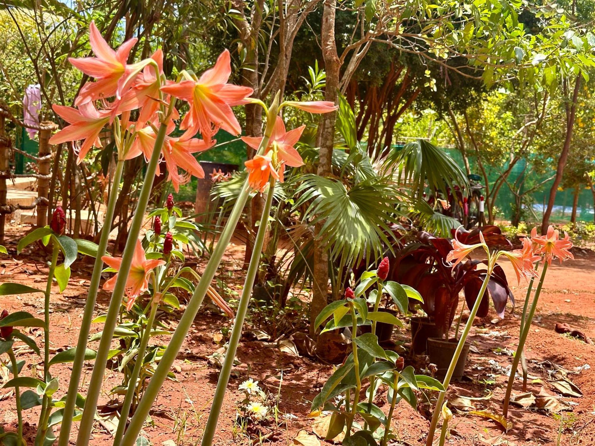 Lotus Garden Guest House أورفيلا المظهر الخارجي الصورة